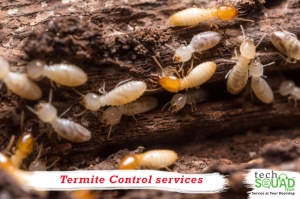 Termite Control in Bangalore with TechSquadTeam